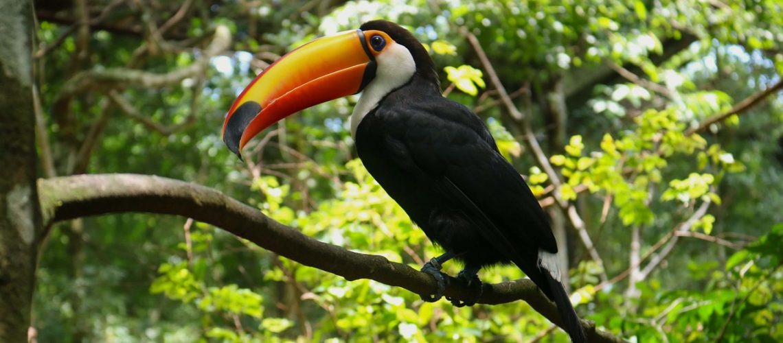 toucan-4655937_1280